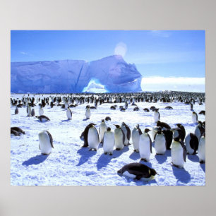 Pôster Antártida, Península Antártica, Mar de Weddell, 5