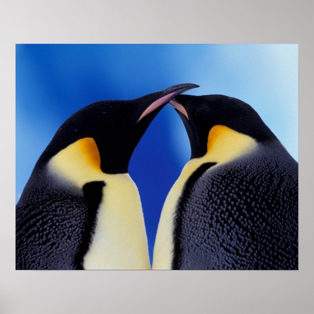Poster Antártida, Pinguins Imperadores (Frente)