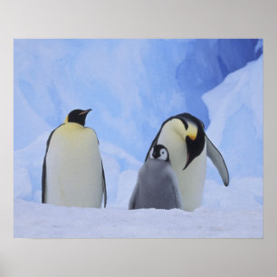 Pôster Antártida. Pinguins-imperadores e filhote