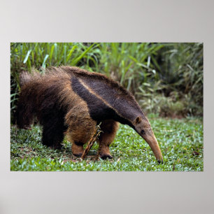 Poster Anteater gigante (tridactyla do Myrmecophaga)