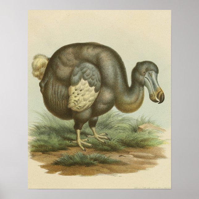 Poster Antecedentes da história natural do pássaro dodo (Frente)