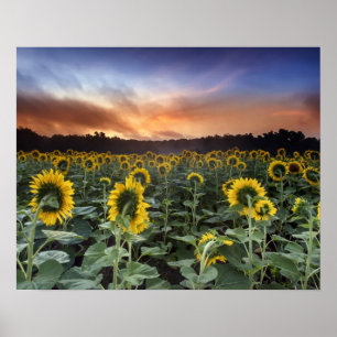 Pôster antecipação