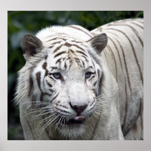 Poster Antecipação (Frente)