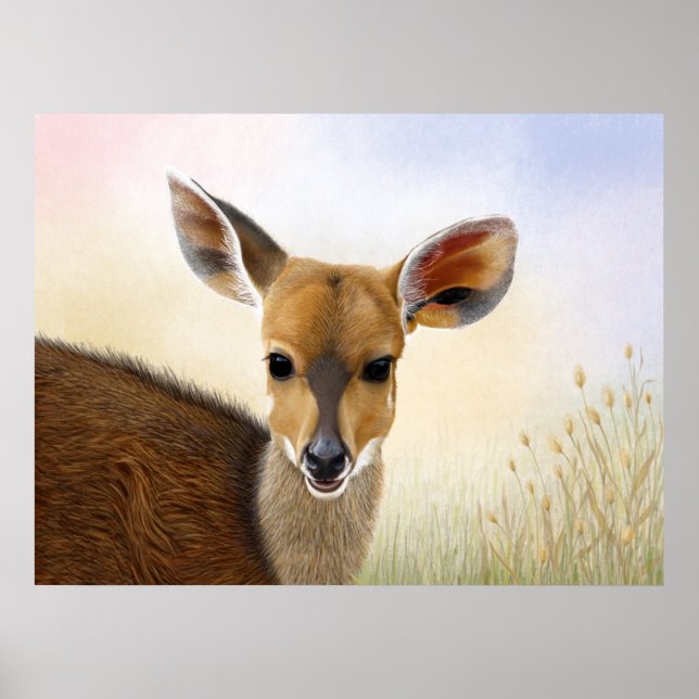 Poster Antelope Bushbuck Young African Deer Drawing (Frente)