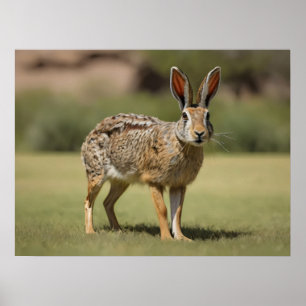 Poster Antelope Jackrabbit em pé na grama
