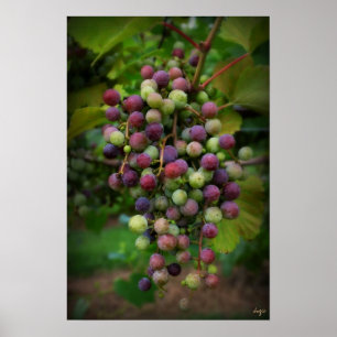 Poster Antes do vinho