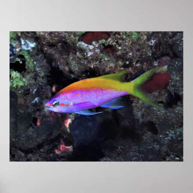 Poster Anthia (Frente)