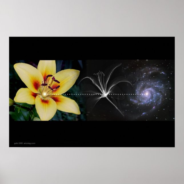 Pôster Anthony's Lily de Gregory Gallo (Frente)