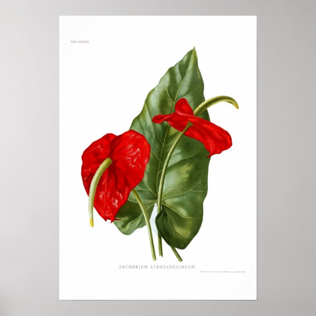 Poster Anthurium atrosanguineum (Frente)