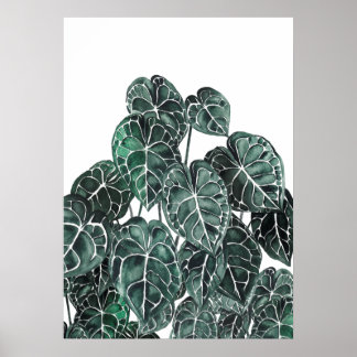 Poster Anthurium Plant Leaf