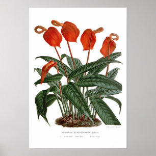 Poster Anthurium scherzerianum