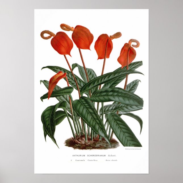 Poster Anthurium scherzerianum (Frente)