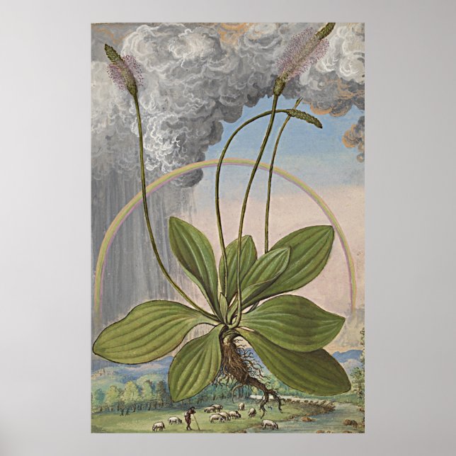 Pôster Antiga Arte Botânica Broadleaf Plaintain (Frente)