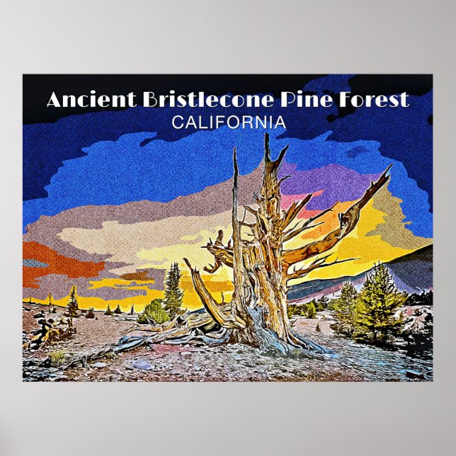 Poster Antiga Floresta de Pinheiro Bristlecone, Califórni (Frente)