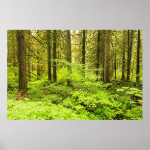 Poster antiga floresta em crescimento no bosque dos Patri