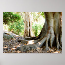 Poster Antiga Grande Árvore