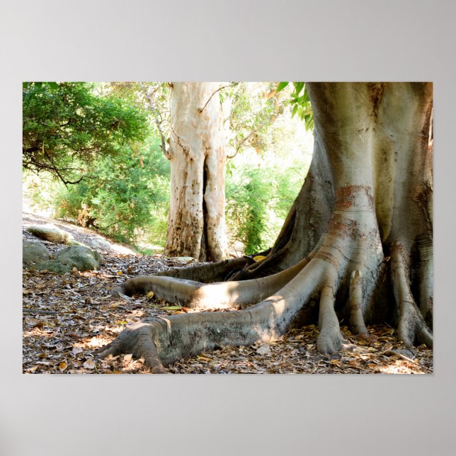 Poster Antiga Grande Árvore (Frente)