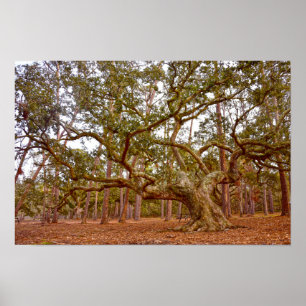 Poster Antigo Oak Vivo, Cadillac Square, Ilha Dauphin