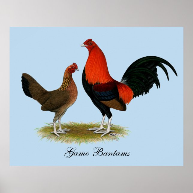 Pôster Antigos Bantams de Jogo Inglês: BB Red Pair (Frente)