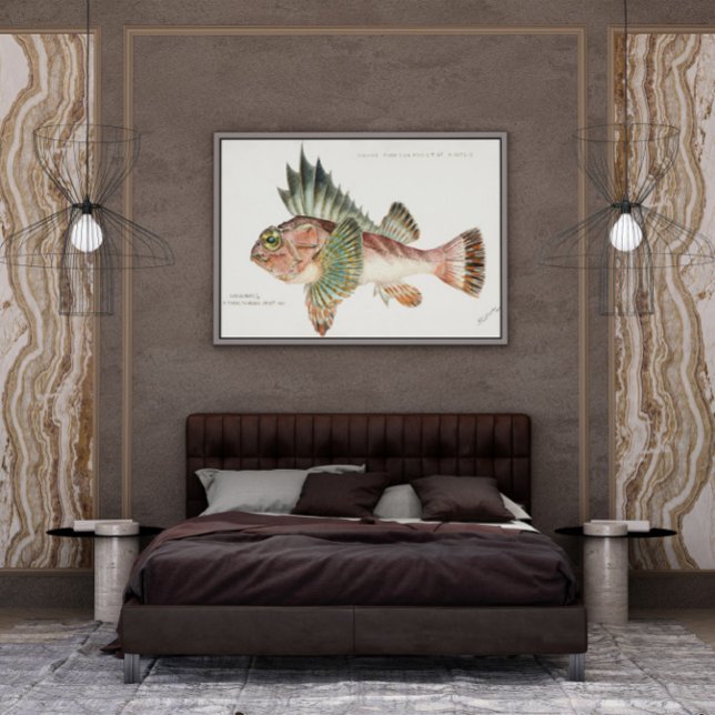 Poster Antiguamente Neosebastes Escorpiões 1808 (Criador carregado)