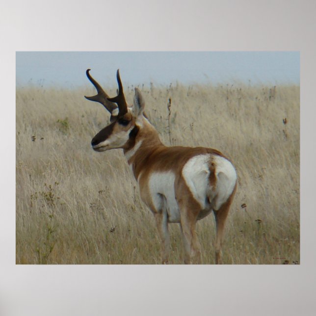 Poster Antilope A22 Pronghorn Grande Buck (Frente)