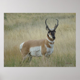 Poster Antílope Americano Grande Bicho
