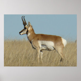 Poster Antilope Berrendo A46