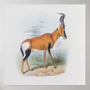 Poster Antílope, "do livro dos antílopes",