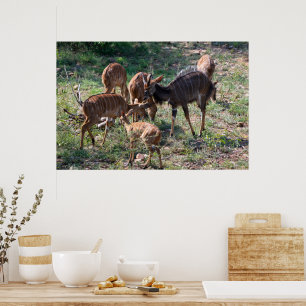 Poster Antílope Nyala Elegante na África