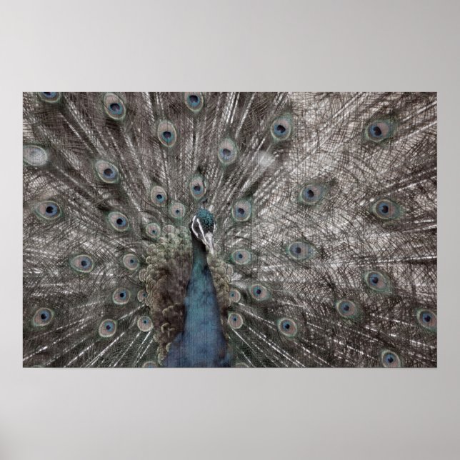 Pôster Antiquado Peacroco (Frente)