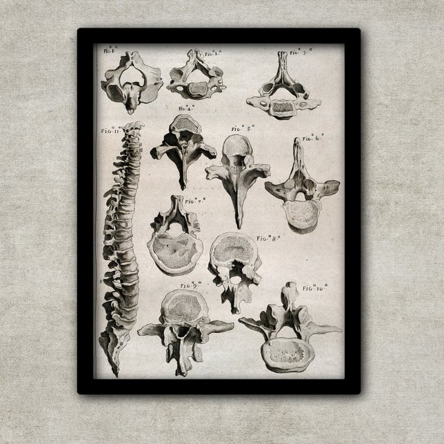 Poster Antique Illustration of Spine, Vertebral Column (Criador carregado)