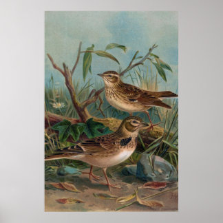 Poster Antique Litho, Calandra Lark e Woodlark