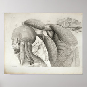 Poster Antique Neck Shoulder Muscles Medical Print