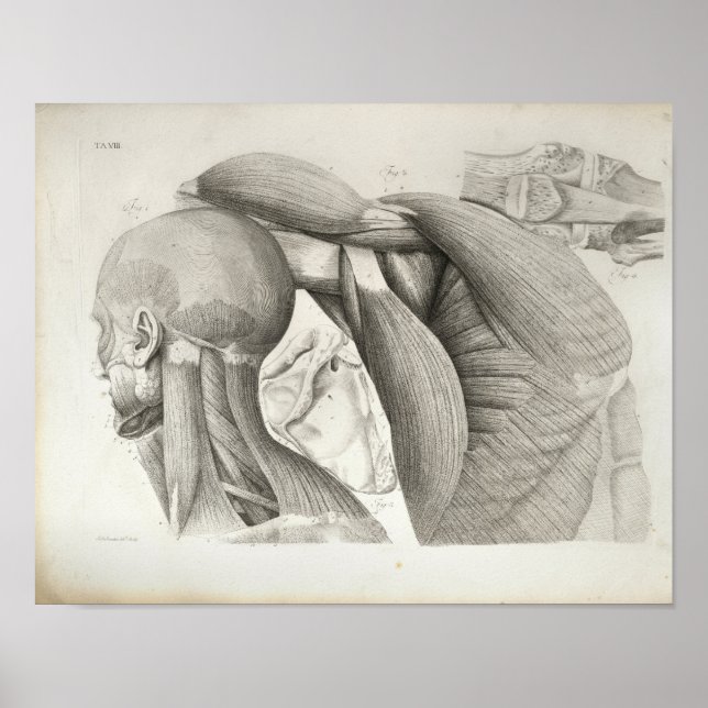 Poster Antique Neck Shoulder Muscles Medical Print (Frente)
