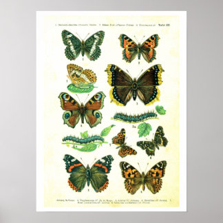 Poster Antique plate, butterflies of Europe: plate 3
