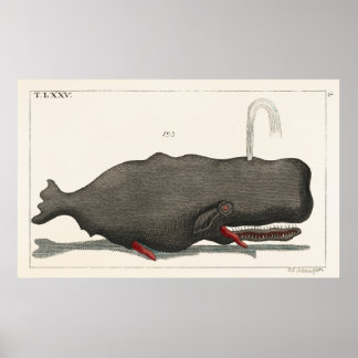 Poster Antique Vintage Whale Woodcut Illustration Art