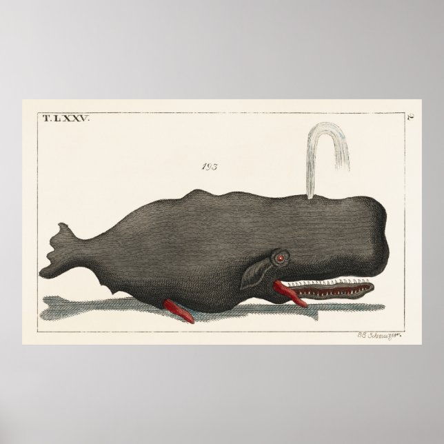 Poster Antique Vintage Whale Woodcut Illustration Art (Frente)