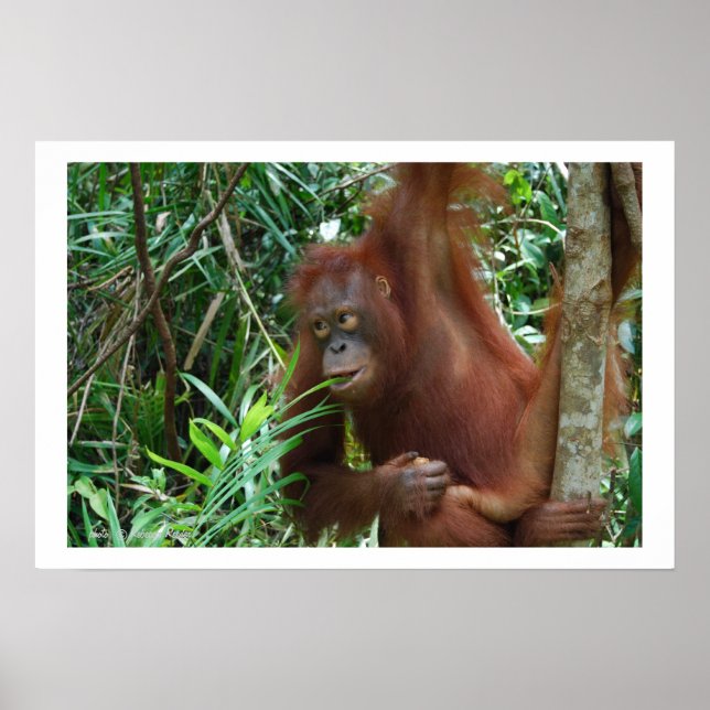 Pôster Anúncio de Namorando selvagem (Frente)