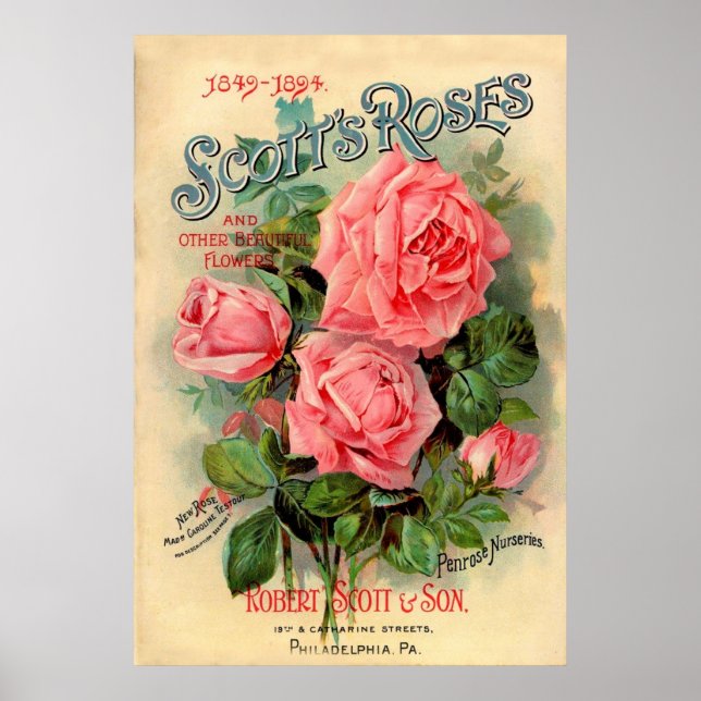 Pôster Anúncio de Rosas Scotts (Frente)