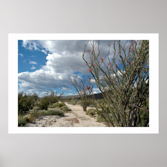 Poster Anza Borrego - a flor (Frente)