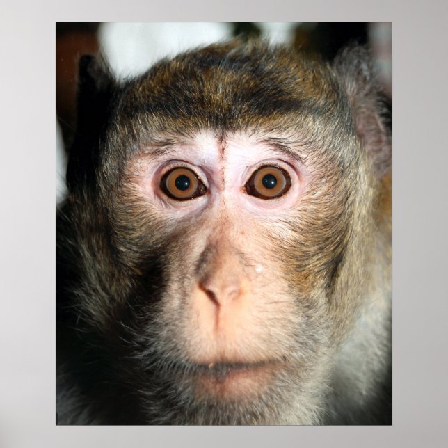 Poster Ape da Floresta Tropical Ameaçada (Frente)