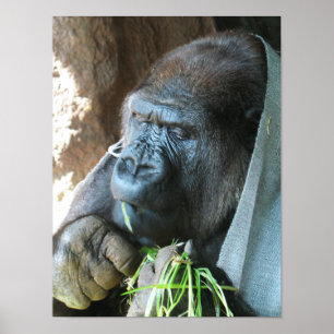 Poster Ape hood ~ Japonês Gorilla Eating