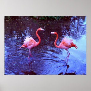 Pôster Apenas dois flamingos