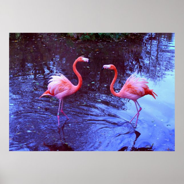 Pôster Apenas dois flamingos (Frente)