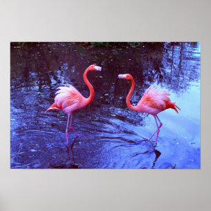 Pôster Apenas dois flamingos