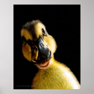 Poster Apenas Ducky