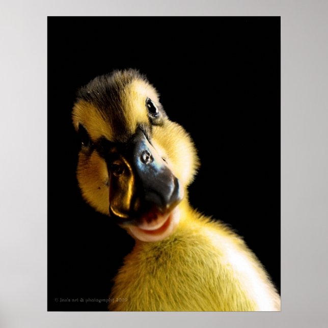 Poster Apenas Ducky (Frente)