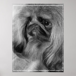 Pôster Apenas Jeroen