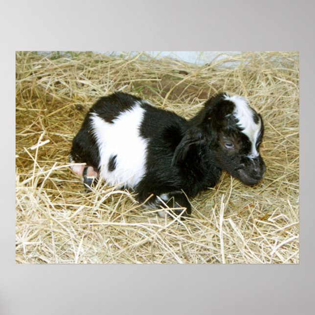 Pôster Apenas Nascer (Frente)