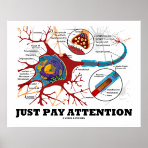 Poster Apenas Preste Atenção Neuron / Synapse